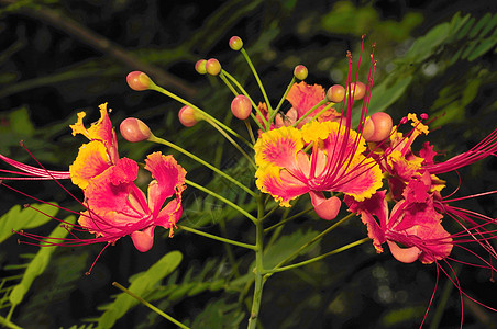 古尔莫哈尔植物热带红色绿色皇家火焰橙子图片