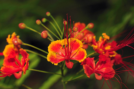 古尔莫哈尔皇家植物橙子绿色热带红色火焰图片