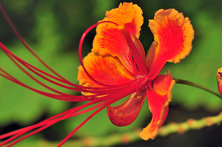 古尔莫哈尔绿色火焰皇家橙子红色热带植物图片