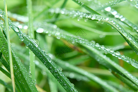 水墨雨青草环境生长生活反射晴天液体水滴绿色植物公园花园背景