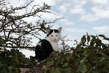 墙上的小猫图片