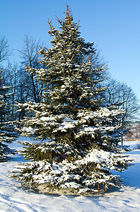 满是雪雪的fir树城市水晶暴风雪针叶寂寞天空白色木头森林蓝色图片