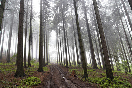 迷雾森林微光孤独粗糙度薄雾气氛雾气情绪树木松树风景图片