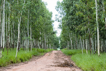 Eucalyptus路国家农村林地蓝色样性植物环境种植园驾驶衬套图片