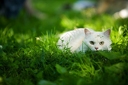 白猫头发隐藏爪子小猫场景专注城市毛皮说谎注意力图片