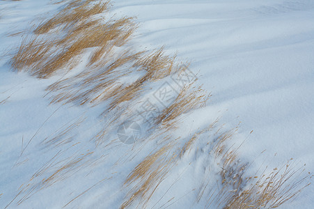 风吹雪时的青草冻结漂移草原雪堆图片