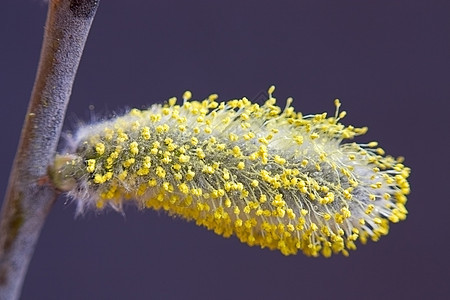 卡特金柳花序植物植物群柳絮花粉宏观图片