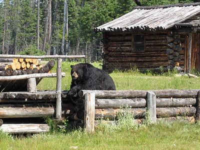 黑色熊 - 美国图片