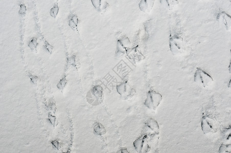 雪上和冰上的鸭脚指纹正在对角印刷鸭子图片