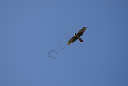 猎鸟的鸟 马戏团 飞向蓝天背景图片