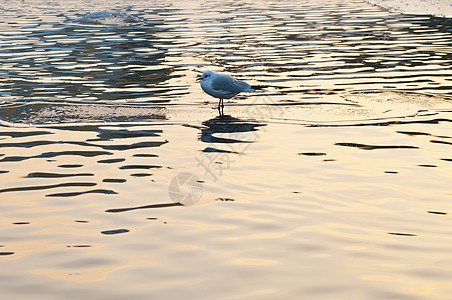 冰岛的海鸥在水中日落海洋反射背景图片