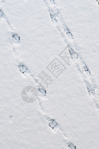 雪上和冰上的鸭脚指纹正在对角鸭子印刷图片