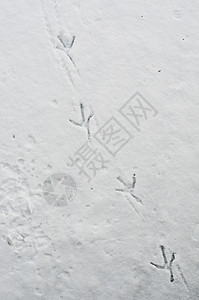 雪上和冰上的鸭脚指纹正在对角鸭子印刷图片
