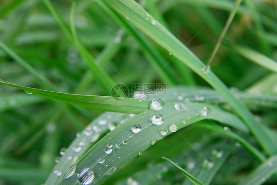 青草太阳场地生态绿色植物植物公园生长草地雨滴叶子图片