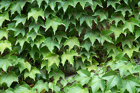 常春藤植物学绿色植物植被爬行者花园生长绿色蠕变植物叶子图片
