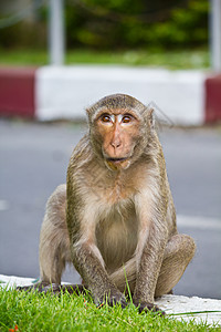 泰国的猴子动物园荒野生物野生动物动物黑色哺乳动物毛皮灵长类濒危图片