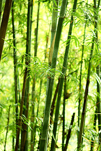 竹竹背景插图植物群叶子植物绿色生长衬套情调异国森林高清图片