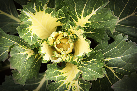 动物卷心菜绿色园艺植物学绿化食物植物植物群叶子花园蔬菜图片