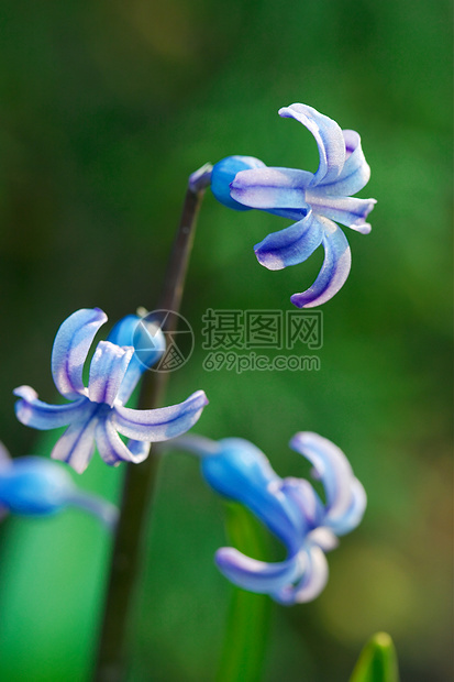 鲜花环境植物学植物花园紫红色蓝色紫色花瓣公园生活图片