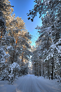 森林道路旅行蓝色国家树木太阳场景天空小路松树公园图片