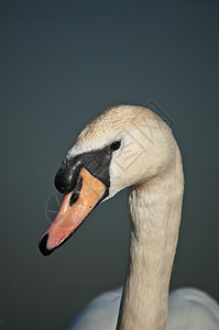 静音天鹅特写动物照片白色池塘野生动物橙子图片