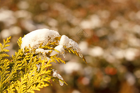 冬季底底树和雪图片