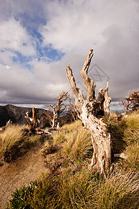 阿尔卑山丘草丛风景高山风化木头崎岖图片