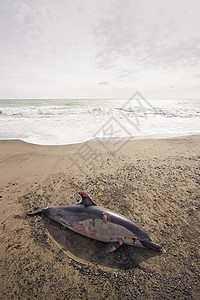 死亡海豚04图片