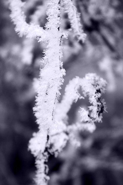 树枝上的冰雪图片