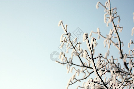 冬季季节雪花卡片分支机构公园松树寒意冻结晴天暴风雪天气图片