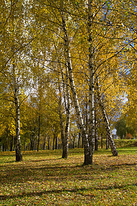 秋天的树林森林木头黑色橙子桦木植物叶子树干黄色公园图片