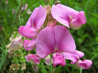 粉红花农村花粉园艺花瓣植物国家季节植物群植物学绿色图片