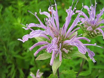 淡紫花植物群园艺季节绿色季节性野花花园花瓣国家植物图片