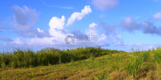 圣基茨油田植物群叶子天空农业风景甘蔗天堂栖息地场地图片