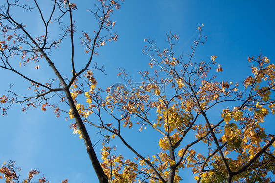 休假假期叶子季节天空活力蓝色黄色生活公园空气树叶图片