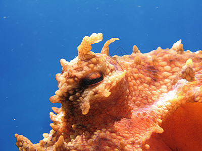 章鱼眼蓝色动物触手潜水游泳海洋生物学荒野情感头足类图片