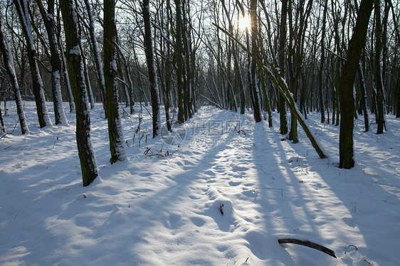 冬季森林阳光远足冻结木头晴天冻伤风景天气环境树木图片