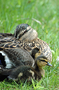 美华达鸭子家庭野生动物母亲小鸭子水禽动物群图片