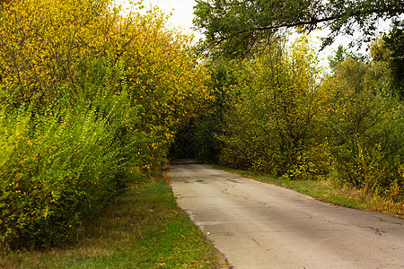 穿过森林的公路沥青曲线叶子乡村城市衬套季节绿色人行道缠绕图片