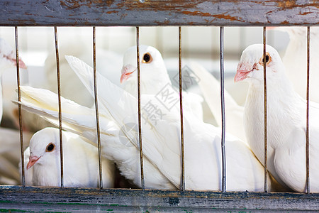 笼子里的白鸽子背景图片