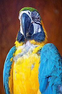 Macaw 硬体鹦鹉红色动物学丛林黄色热带荒野动物园情调异国图片