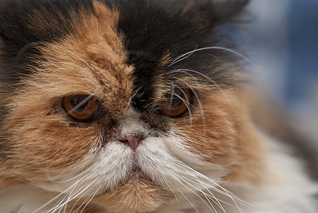 意大利 CatSac表达式小猫猫科动物宠物眼睛荒野宏观猫咪蓝色毛皮头发图片