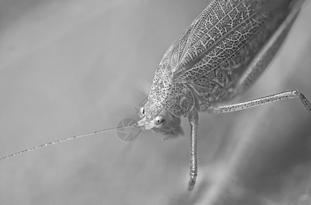 叶子上的荒野蟋蟀漏洞植物群昆虫植物刺槐刀刃草地害虫图片