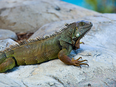 Iguana在岩石上荒野绿色生物橙子爬虫鬣蜥棕色野生动物蜥蜴热带图片