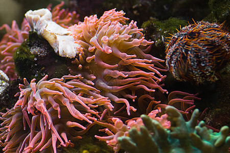 海葵 食肉动物照片水平猕猴桃生长珊瑚海葵花朵脊椎动物掠夺性热带图片
