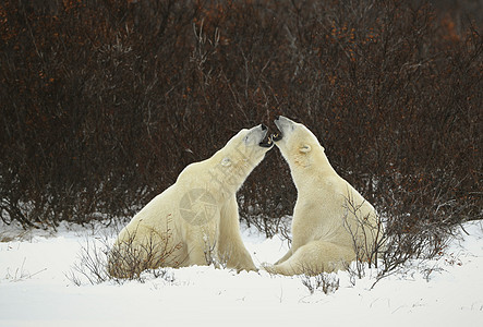 北极熊对话动物天气海事运动爪子野生动物哺乳动物苔原危险食肉图片