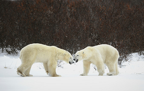 两只北极熊相遇捕食者海事力量濒危斗争打猎食肉拆除危险天气图片