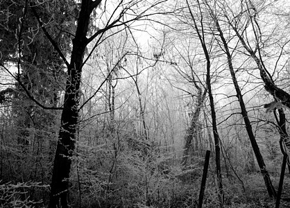 冬天树叶薄雾天气植物生活悲哀冻结雾凇树木冻伤图片