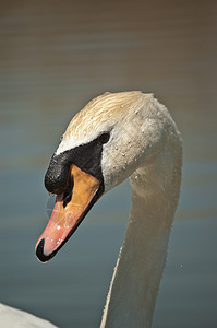 静音天鹅特写鸟类池塘照片野生动物动物图片
