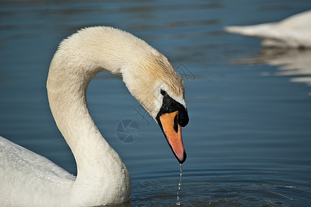 静静天鹅配置文件池塘照片水平动物白色野生动物图片